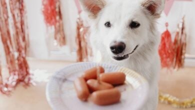 Dog with a plate of mini hot dogs.