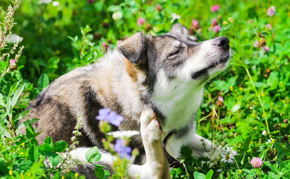 Dog with allergies itching in a field.