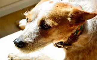 Dog with anxiety