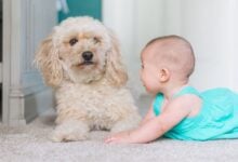 Dog with baby.