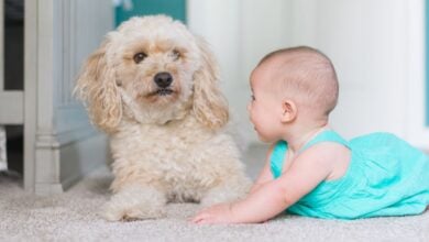 Dog with baby.