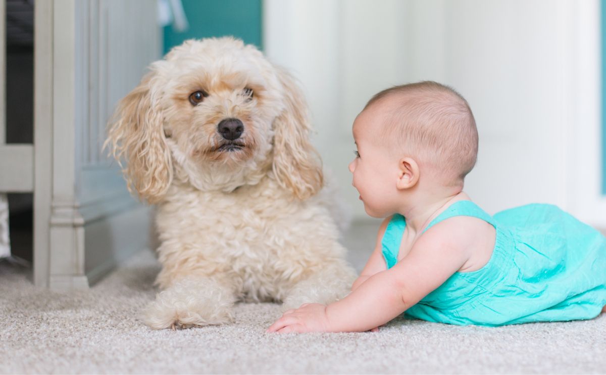 How to Introduce Dogs and Newborns dog with baby jpg