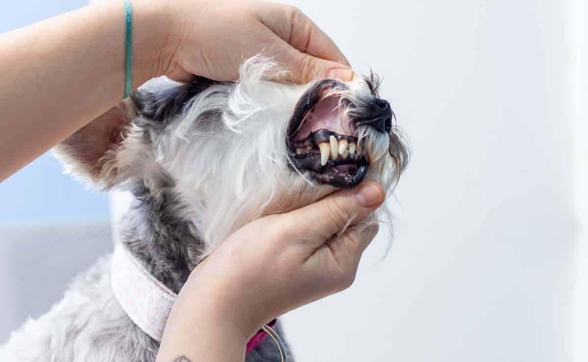 Dog with black gums person holding dog's snout and mouth open