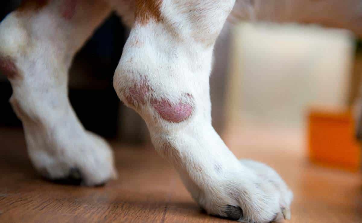 Dog with bump on foot