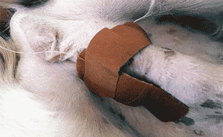 Dog with Cryptorchidism post-operation