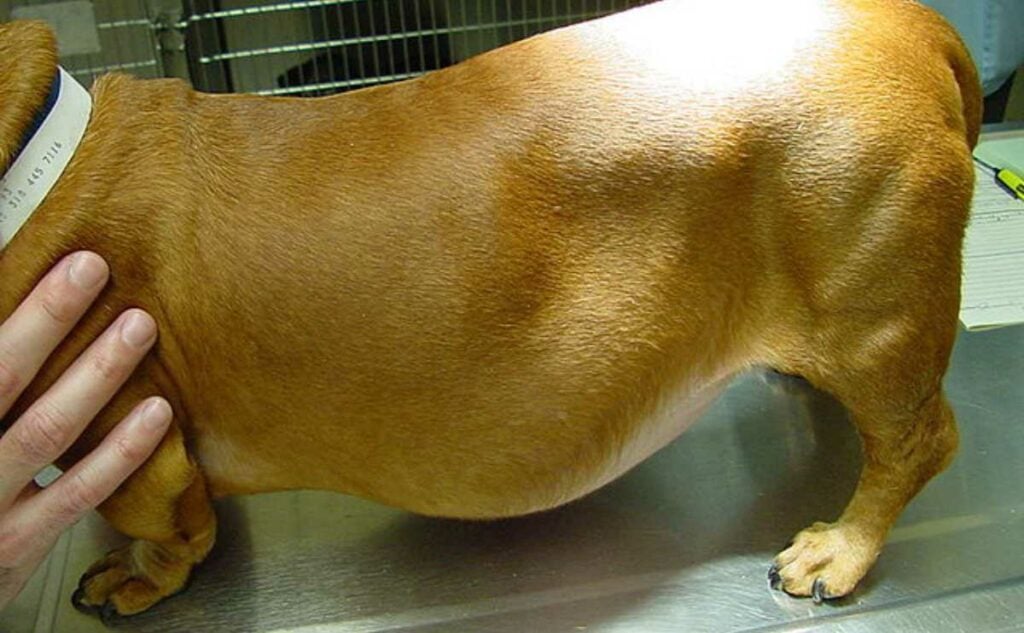 A dog with cushings disease.