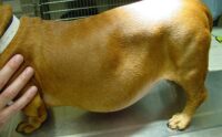 Image showcasing Elevated Liver Enzymes In Dogs: Find Out The Causes & And What It Means ...