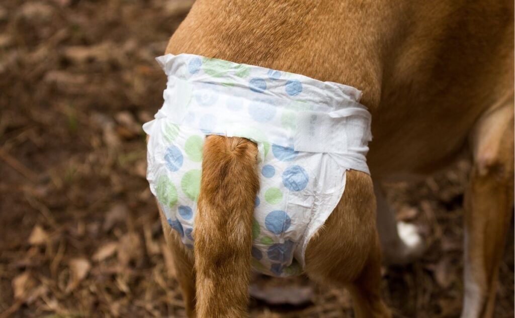 Dog with diaper on.