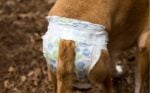 Dog with diaper on.