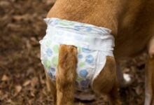 Dog with diaper on.