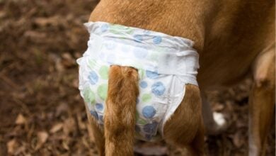 Dog with diaper on.