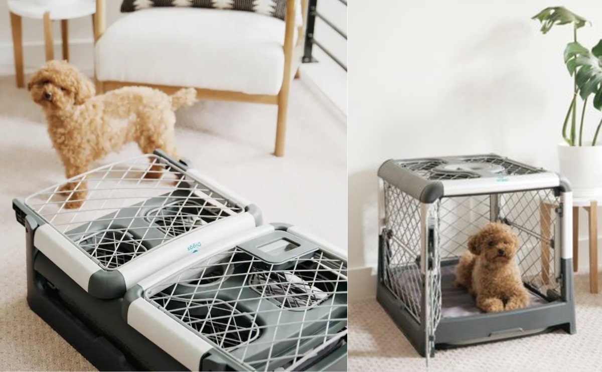 Dog with Diggs crate folded and dog sitting inside side by side.