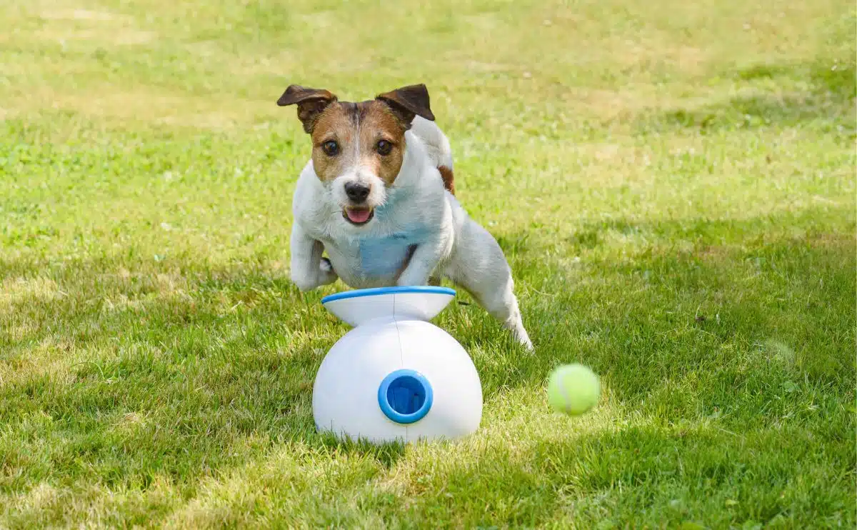 dog with dog ball launcher in the grass about to go after a ball