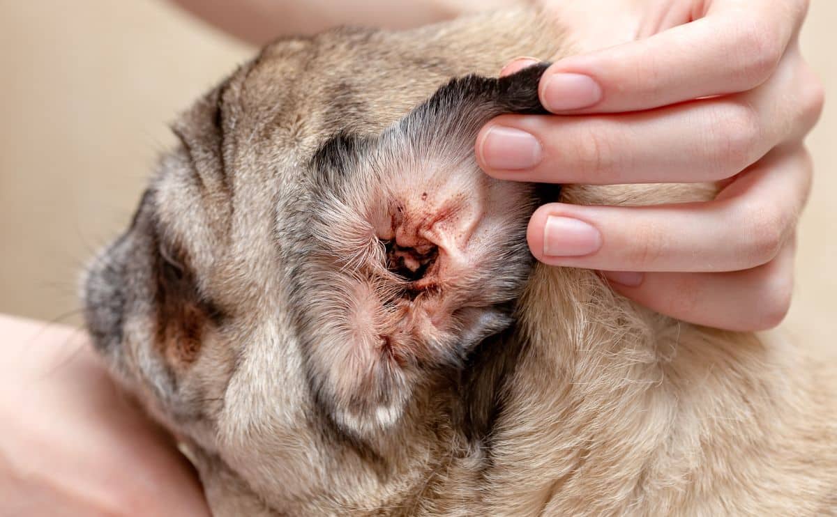 Dog with ear mites up close persons hand holding it.