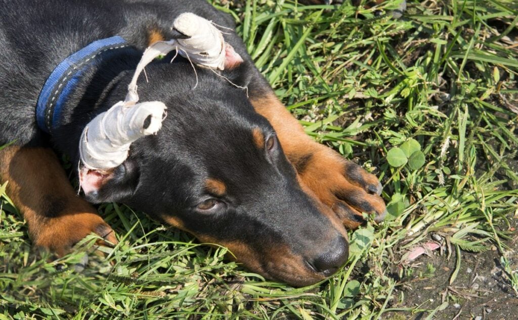 A dog with ears cropped laying in the grass.