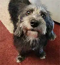 dog with fresh trim around face jpg