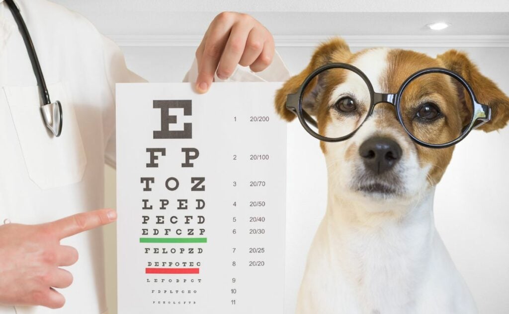 Dog with glasses on looking at seeing eye chart.