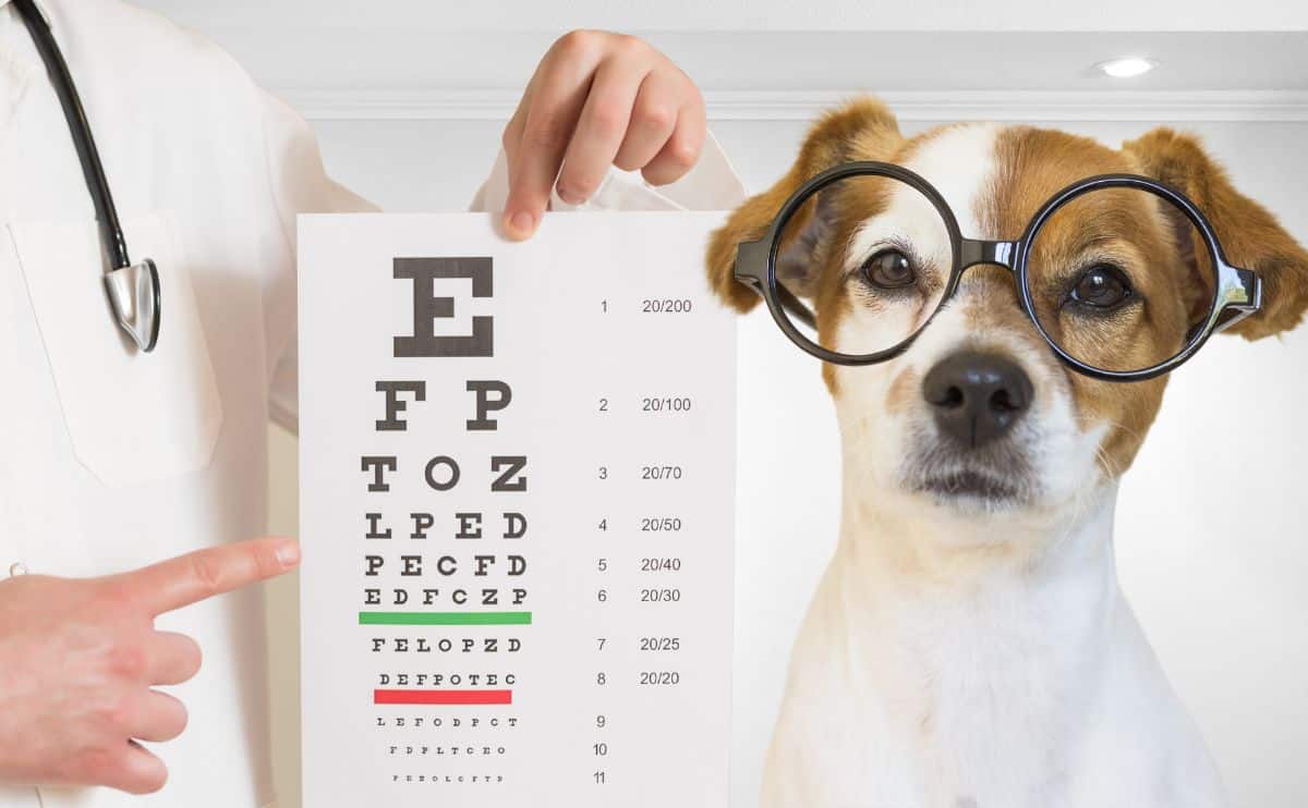 dog with glasses on looking at seeing eye chart