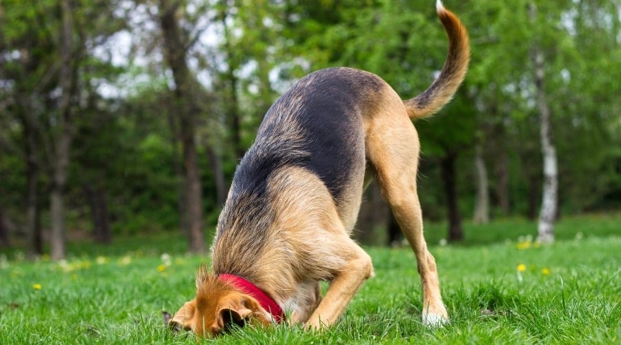 Dog With Head Underground