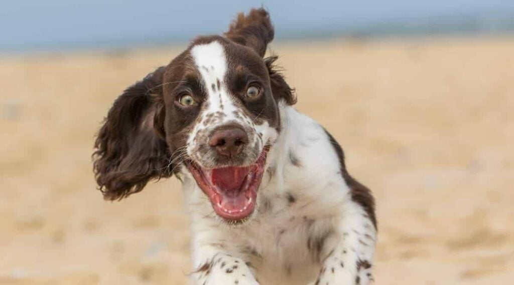 Collie running on beach with high energy.