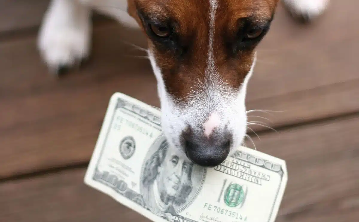 dog with hundred dollar bill in its mouth