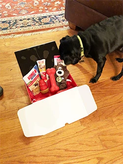 Black dog sniffing Kong Monthly Box