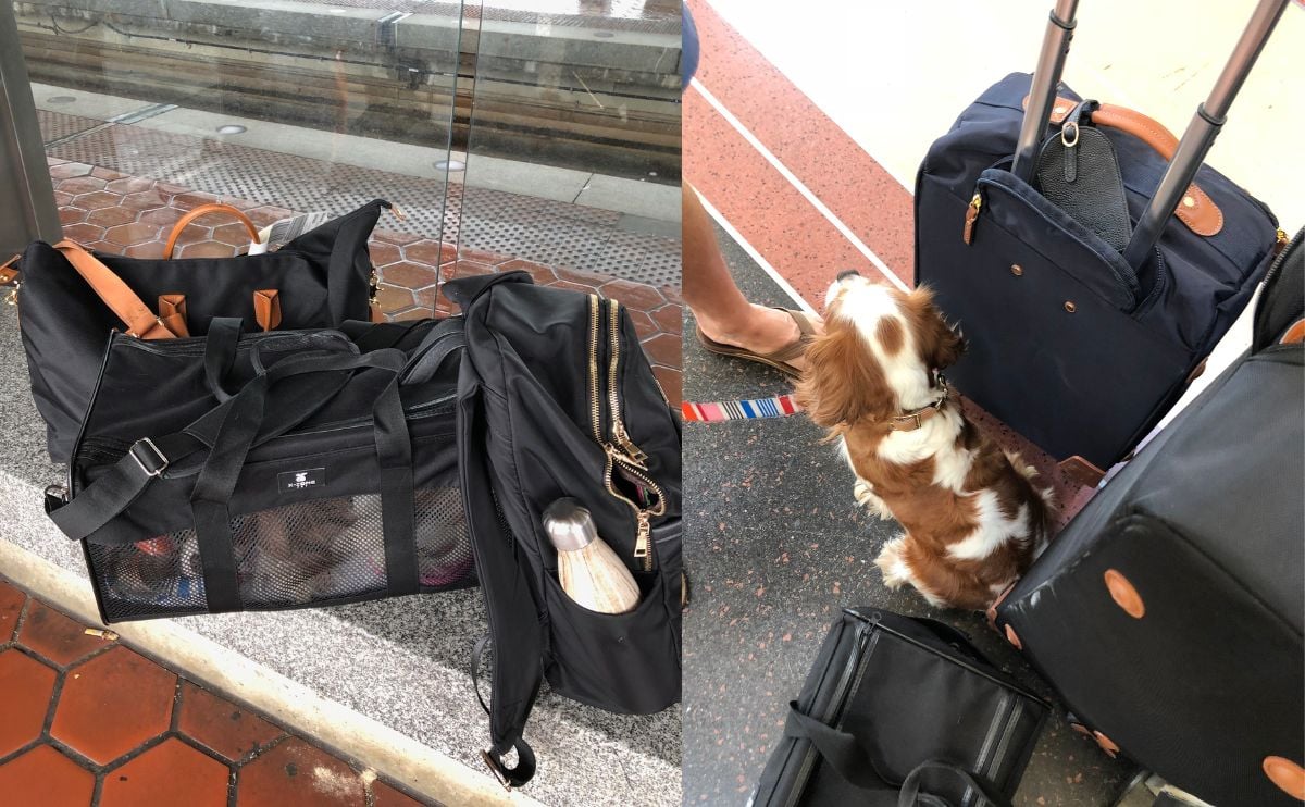 dog with luggage in travel carrier