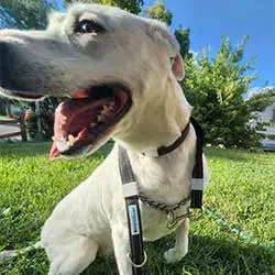 Dog in park with MagSnap dog leash around neck