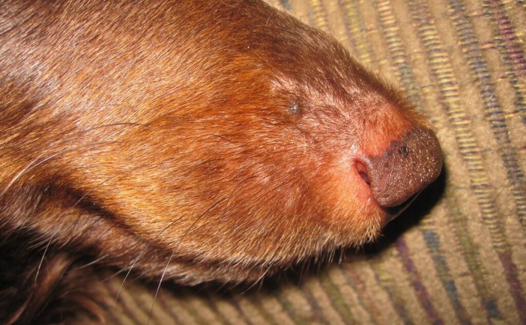 Dog with melanoma on nose.