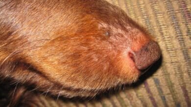 Dog with melanoma on nose.