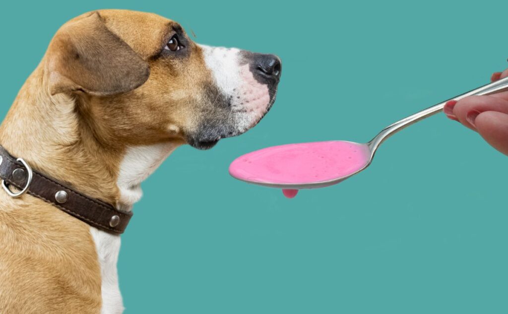 Dog with Pepto Bismol.