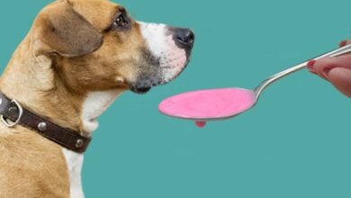 Dog with Pepto Bismol.