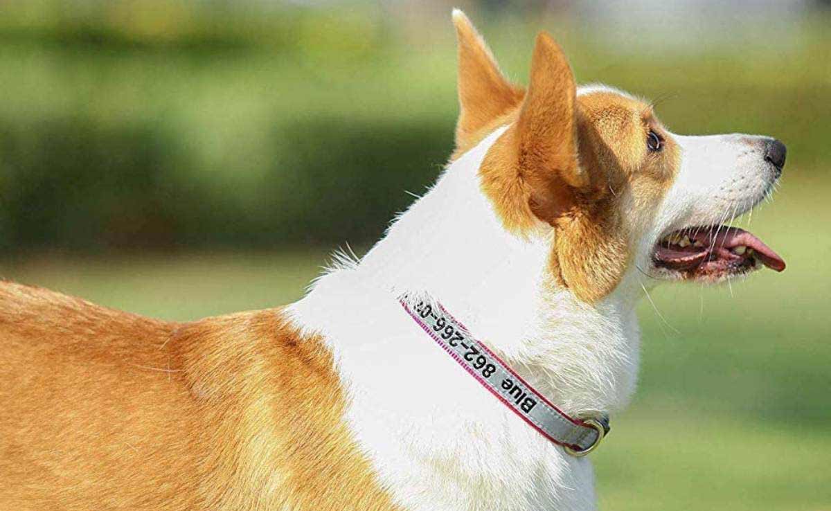 Corgi dog with embroidered personalized dog collar on outside.