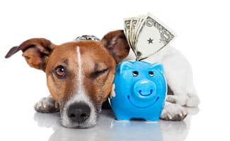 dog with a piggy bank