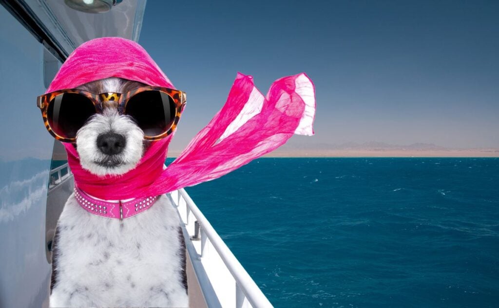 Dog with pink scarf on a yacht.