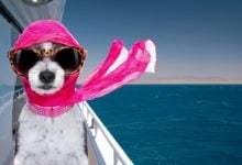 Dog with pink scarf on a yacht.