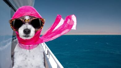Dog with pink scarf on a yacht.