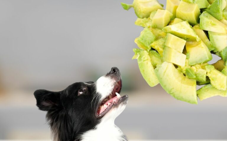 Stunning Can I Eat Avocado Before Pet Scan Abstract Nature Stunning Can I Eat Avocado Before Pet Scan Abstract Nature