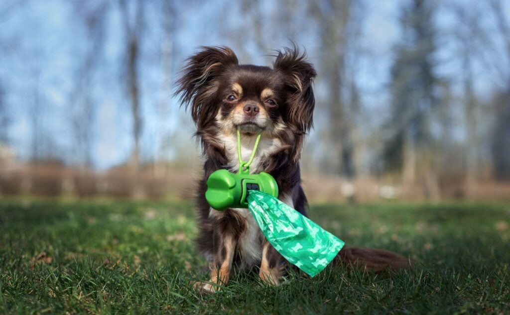 Dog with poop bag holder in mouth.