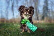 Dog with poop bag holder in mouth.