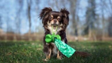 Dog with poop bag holder in mouth.