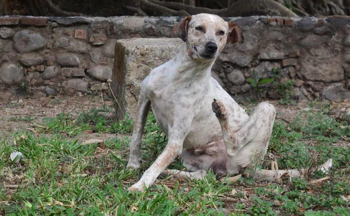 A dog with pyoderma scratching outside.