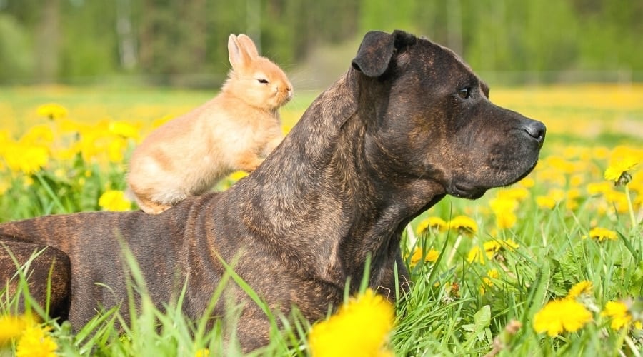 Brown with Rabbit.