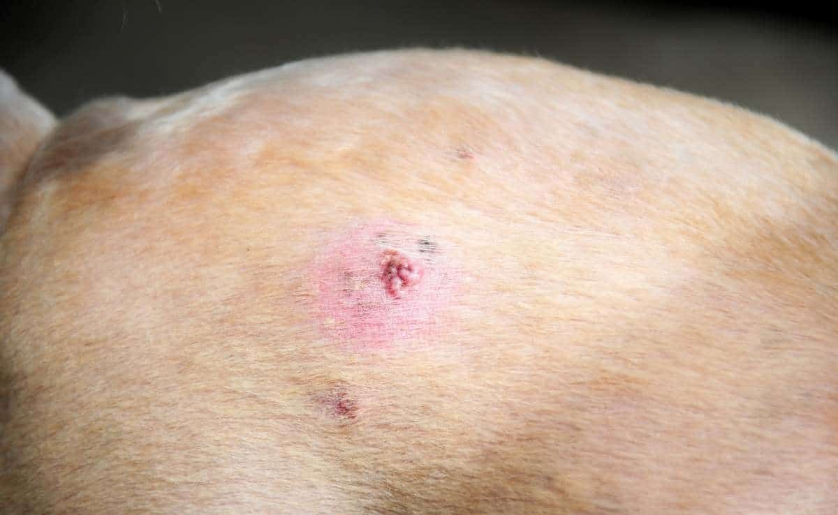 what does a melanoma look like on a dog