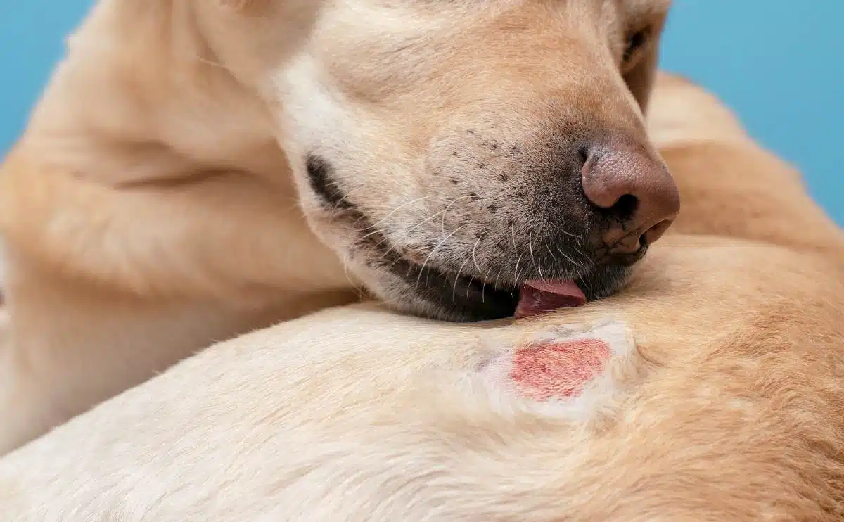 Dog medicine best sale for skin disease