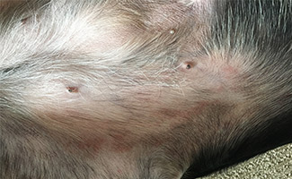 are dog skin infections contagious to humans