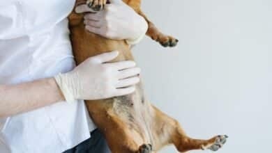 Dog with stomach cancer being held by a vet.