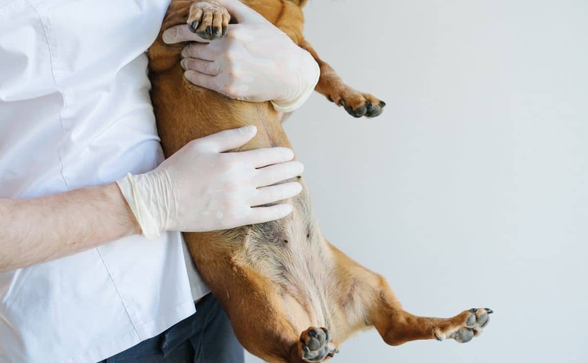 Dog with stomach cancer being held by a vet.