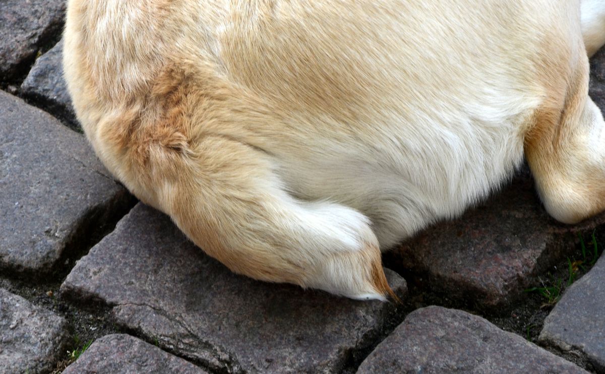 A dog with tail docked.