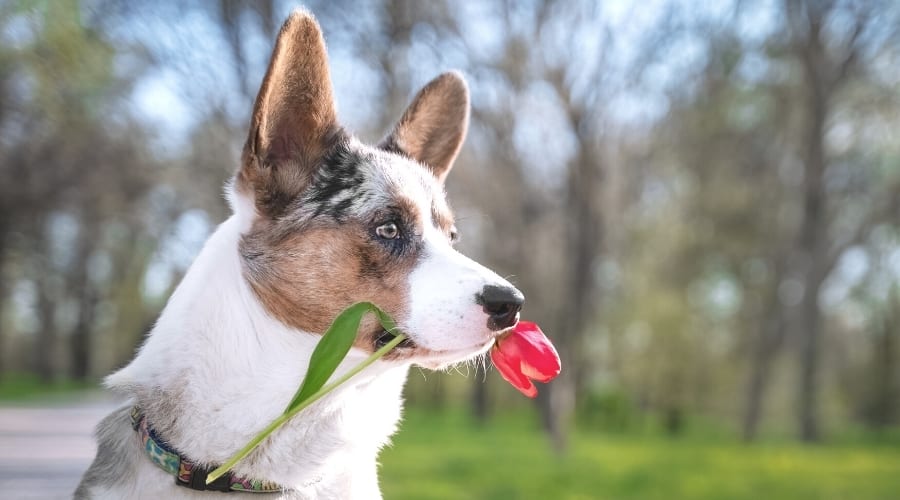 dog with tulip in its mouth